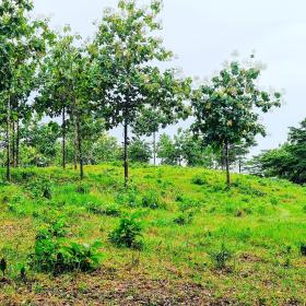 Se venden lotes de campo con títulos de propiedad