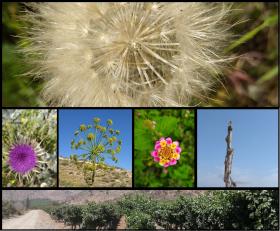 Vendo terreno, sitio eriazo - parcela de 6200 m2