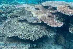 Casi 4 hectáreas de primera línea de playa en una isla tropical