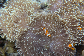 Oportunidad icónica de desarrollo en varias islas para marcas globales