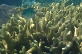 Más de 3 hectáreas de playa paradisíaca: nuevo en el mercado